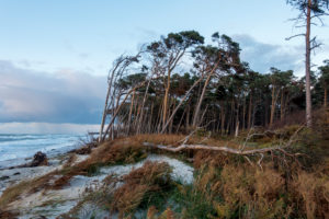 Fischland, Darß, Weststrand im Abendlicht, Windflüchter Fischland, Darß, Weststrand im Abendlicht, Windflüchter